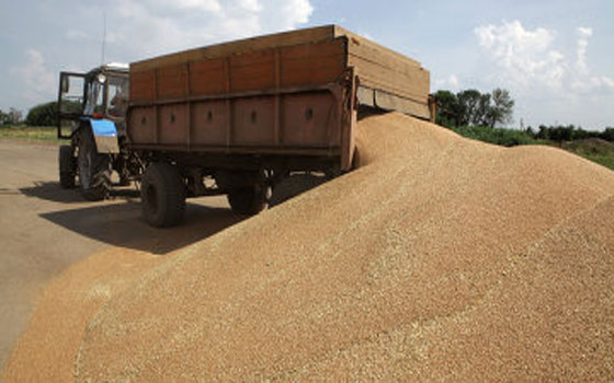   مصر اليوم - مصر تشتري 60 ألف طن من القمح الأوكراني