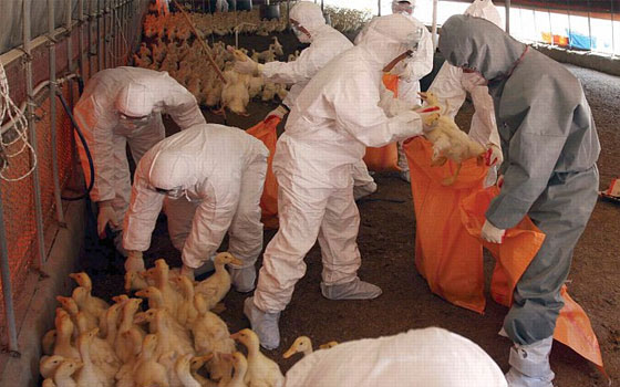   مصر اليوم - أوبئة تتسبب في نفوق 10 آلاف بطة في ريف بكين