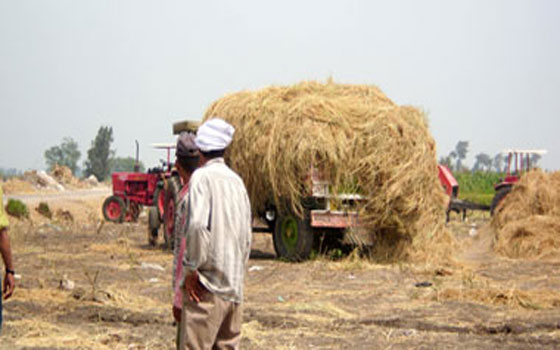   مصر اليوم - بحوث البترول يعيد تدوير المخلفات الزراعية لإنتاج الوقود الحيوى