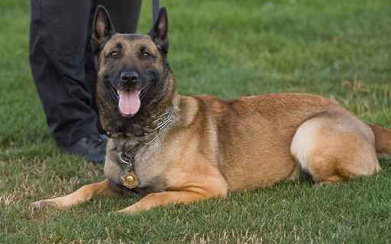   مصر اليوم - الحكم بالسجن المؤبد على كلب هشم وجه صبي