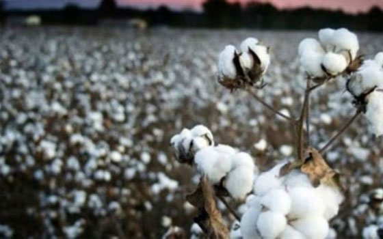   مصر اليوم - إرتفاع قيمة واردات الأردن من القطن 13 مليون دينار