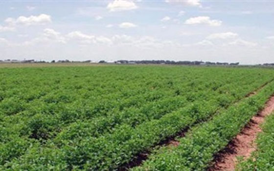   مصر اليوم - وفد زراعي يضم 15 خبيرًا دوليًا يختتم زيارته إلى دمياط