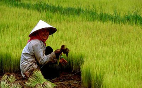   مصر اليوم - إنقاذ محصول الأرز في الفلبين من إعصار هايان المدمر