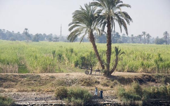   مصر اليوم - الزراعة تبدأ تنفيذ برنامج لتنمية الريف المصري في أسوان