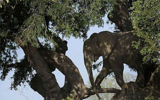   مصر اليوم - فيل يتسلق شجرة في حديقة ساوث لوجوانا في زامبيا