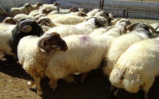 مصر اليوم - إنشاء صندوق لتنمية ورعاية الثروة الحيوانية في مطروح