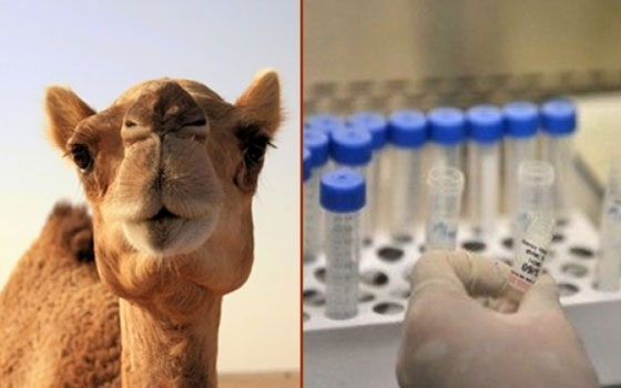   مصر اليوم - الصحة العالمية:الأمراض الجديدة تنتقل للبشر عن طريق الحيوانات