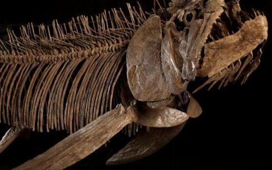   مصر اليوم - التبرُّع بحفريَّات ترجع لـ85 مليون سنة لمتحف في كنساس