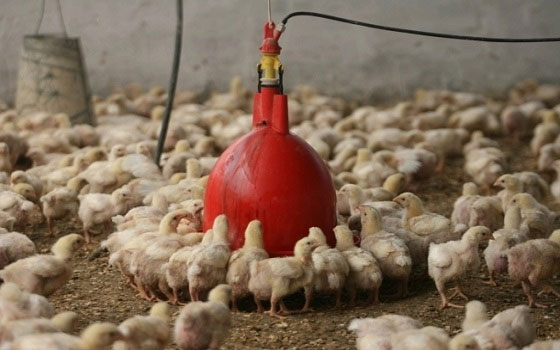   مصر اليوم - تقرير حقوقي يثبت أن ربع كميات الغذاء في غزة ملوثة