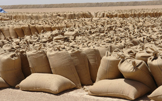   مصر اليوم - أسعار المحاصيل في أسواق القضارف في السودان