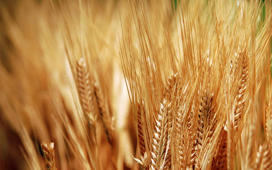   مصر اليوم - التجارة العراقية تتسلم 319 ألف طن من الحنطة المحلية