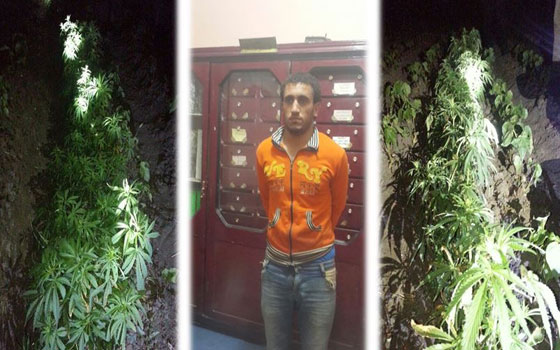   مصر اليوم - ضبط مزرعة تضمُّ نباتات مُخدِّرة في الإسماعيليَّة