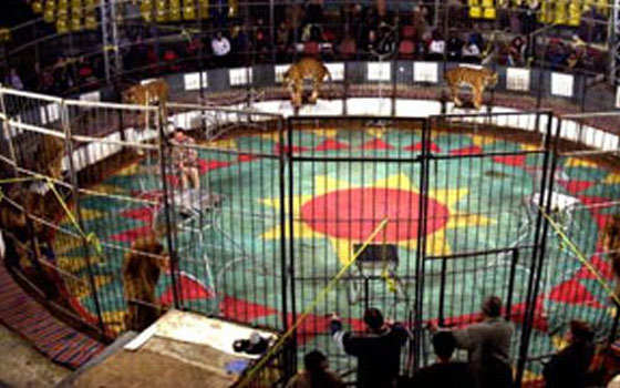   مصر اليوم - المكتب الفني للسيرك القومي يناقش خطة التشغيل للموسم الصيفي