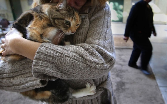 مصر اليوم - بريطانيّة حامل تُصاب بأزمة قلبيّة خوفًا على قطتها