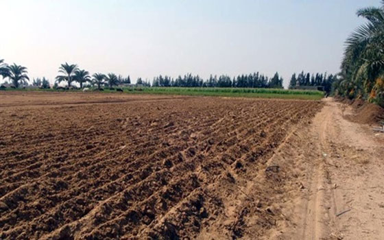   مصر اليوم - لجنة لحصر التلفيات وتعويض المضارين بزراعة شمال سيناء