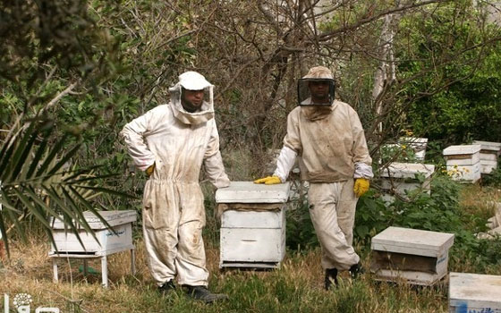   مصر اليوم - بدء موسم فرز العسل في ولاية المضيبي