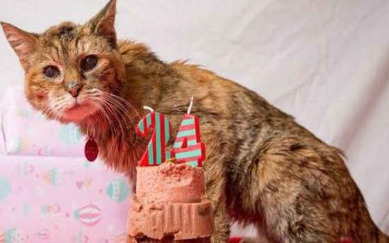   مصر اليوم - بوبي أكبر قطة سنًا في العالم بين فصيلتها من الحيوانات الأليفة