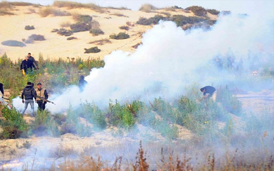   مصر اليوم - إتلاف وحرق 20 مزرعة مخدِّرات في شمال سيناء