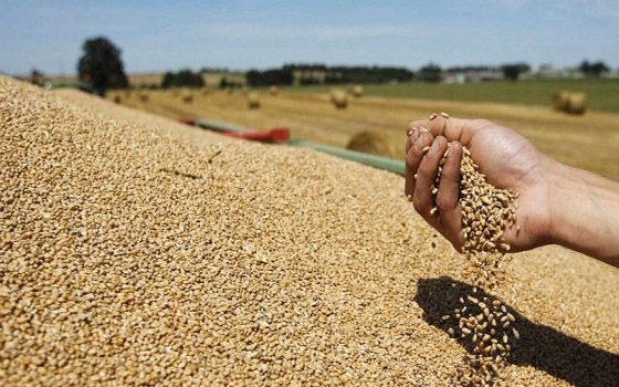   مصر اليوم - منظمة فاو تؤكد أنَّ الحالة الجويَّة والتوترات السياسية تؤثر على أسواق الغذاء