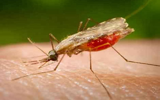   مصر اليوم - الصحة: اكتشاف أصابتين بالملاريا في محافظة أسوان