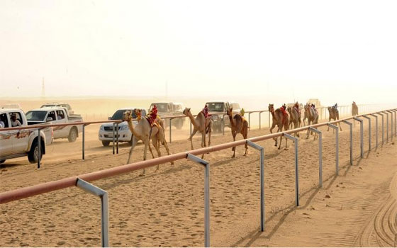   مصر اليوم - السباق الصيفي الثالث للهجن في نجران