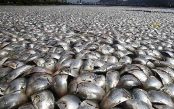   مصر اليوم - مفاوضات سمكية موريتانية أوروبية