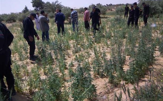   مصر اليوم - ضبط نصف فدان مزروع بانجو في سوهاج