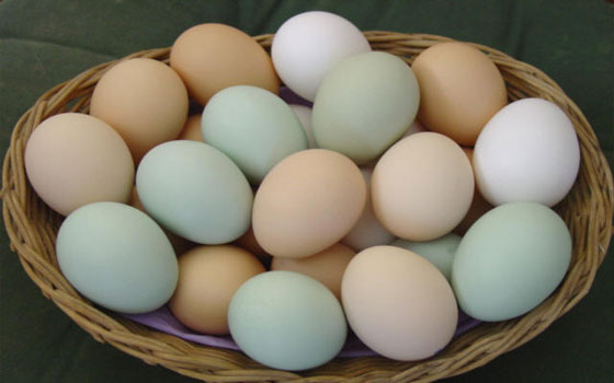   مصر اليوم - وداعًا لحساسية البيض والفول السوداني