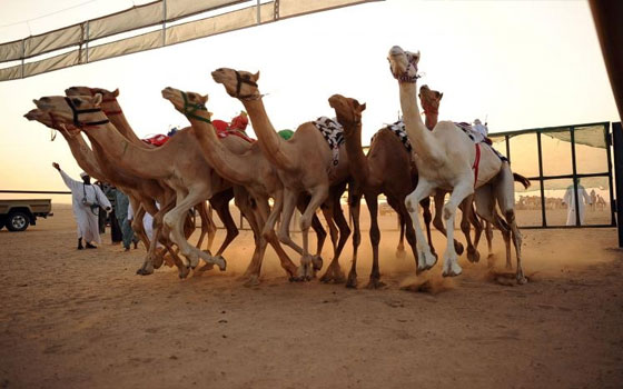   مصر اليوم - إقامة السباق الصيفي الرابع في ميدان الهجن في نجران