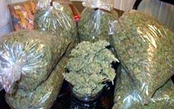 مصر اليوم - حرس الحدود يحبط تهريب طن بانجو في السويس