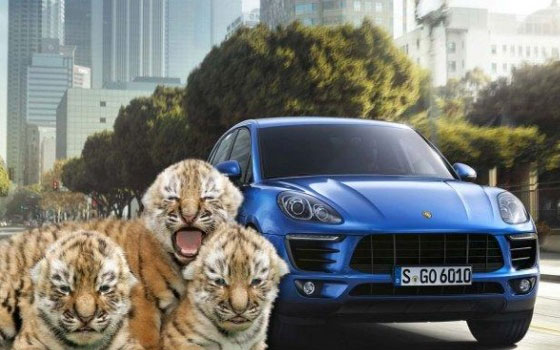   مصر اليوم - شركة بورش تحذر وكلائها من استخدام النمور في اعلاناتها