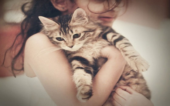 مصر اليوم - أصحاب القطط الأليفة أكثر ذكاء من أصحاب الكلاب