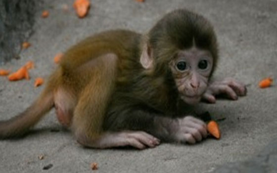   مصر اليوم - فشل زرع خلايا قلبيه مأخوذه من الخلايا الجذعية في قلب قرد أسيوي