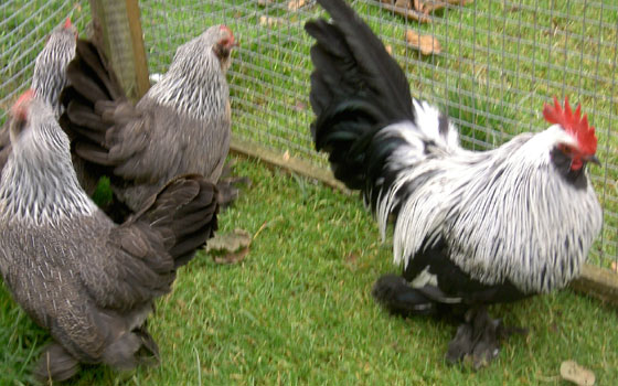   مصر اليوم - 7 آلاف دجاجة تثير الفوضى على طريق سريع في بريطانيا