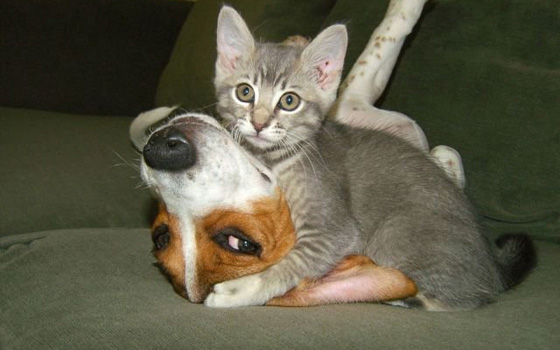   مصر اليوم - هر ينقذ صبياً من أنياب كلب في كاليفورنيا