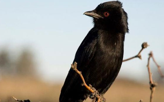   مصر اليوم - طائر الدرنجو مقلد جيد لأصوات الطيور في حالة الاستغاثة