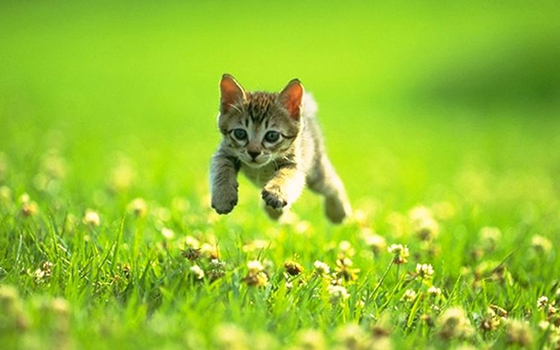   مصر اليوم - قطة في نيوزيلندا تجلب المخدرات إلى المنزل