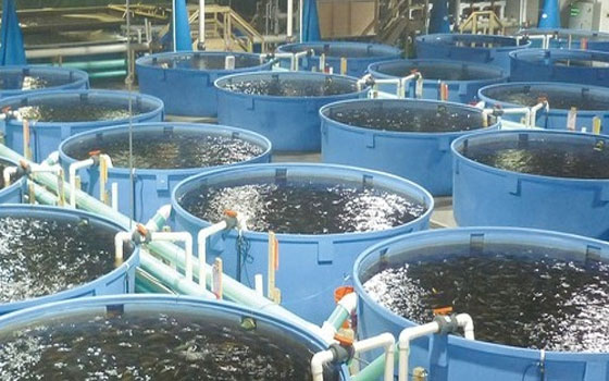   مصر اليوم - وزارة الزراعة تدرس مشروع الاستزراع السمكي المتكامل بغية إنتاج 90 ألف طن سنويًا