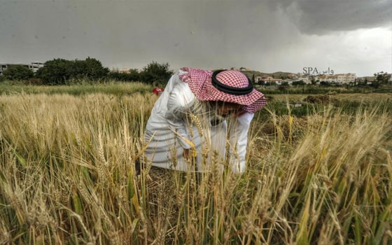   مصر اليوم - مزارعو الباحة يبدأون موسم  صرام  حبوب القمح والشعير