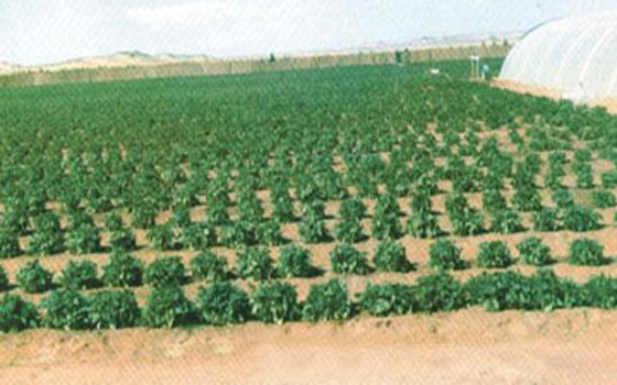   مصر اليوم - طرح 40 فدان على أبناء سيناء الشهر المقبل