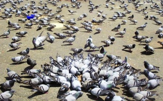   مصر اليوم - تغريم إمرأة بريطانية لاطعامها الحمام في مكان عام