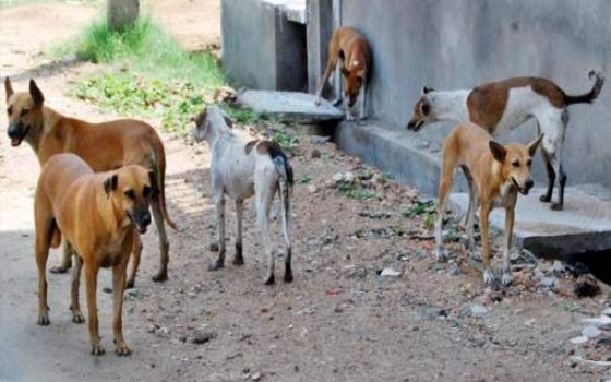 مصر اليوم - حملة قوميّة للقضاء على الكلاب الضالة في السويس