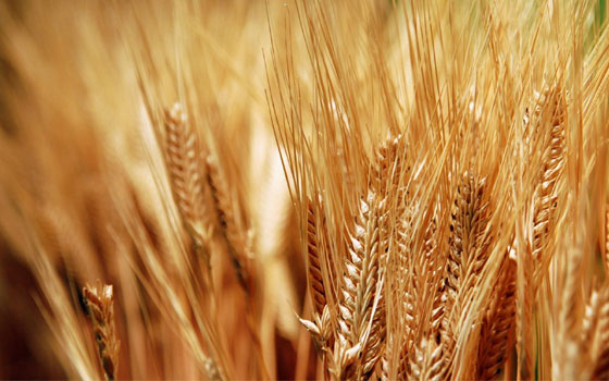 مصر اليوم - شون القليوبية تستقبل 110 ألف طن قمح من المزارعين