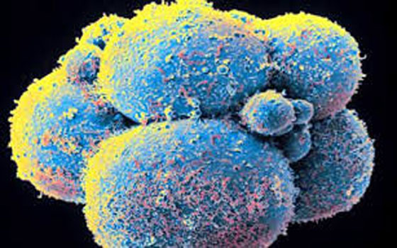   مصر اليوم - استخدام الخلايا الجذعية للإنسان في علاج الشلل