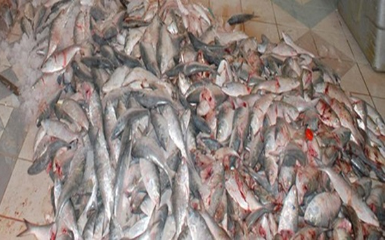 مصر اليوم - تسمم 9 أفراد من أسرة واحدة إثر تناولهم وجبة أسماك فاسدة