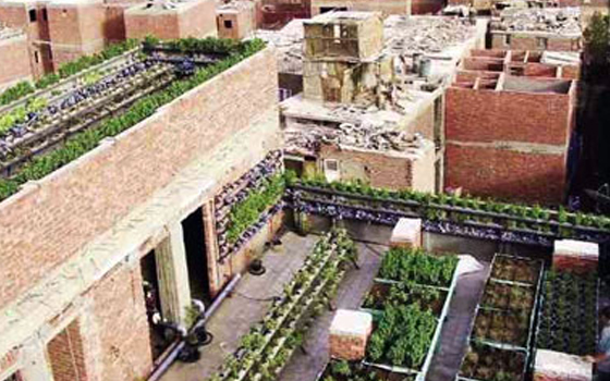   مصر اليوم - إطلاق مشروع زراعة الأسطح لتجميل البيئة