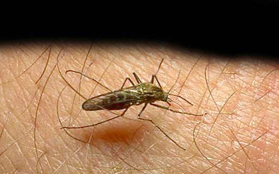   مصر اليوم - ارتفاع حالات الاشتباه بالملاريا في أسوان إلى 15 حالة