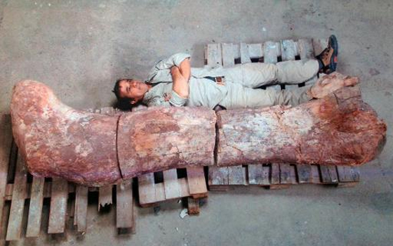   مصر اليوم - الأرجنتين تستعد لكشوفات علمية جديدة بعد العثور على هيكل ديناصور