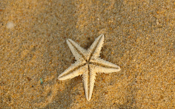   مصر اليوم - اكتشاف البروتين المسؤول عن تحريك نجمة البحر