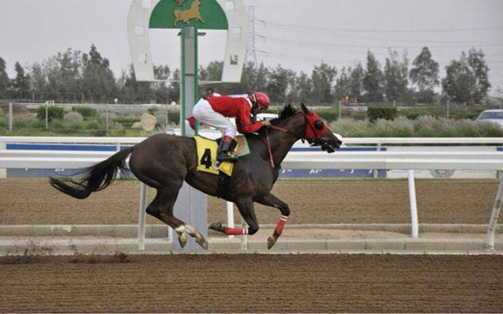   مصر اليوم - نادي الفروسية في الطائف يقيم حفل سباقه العاشر